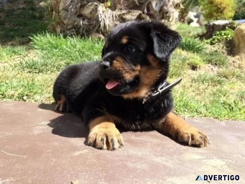 breakable German rottweiler puppies for good homes