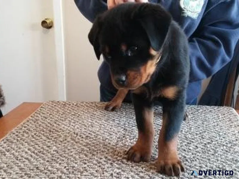 blue German rottweiler puppies for good homes