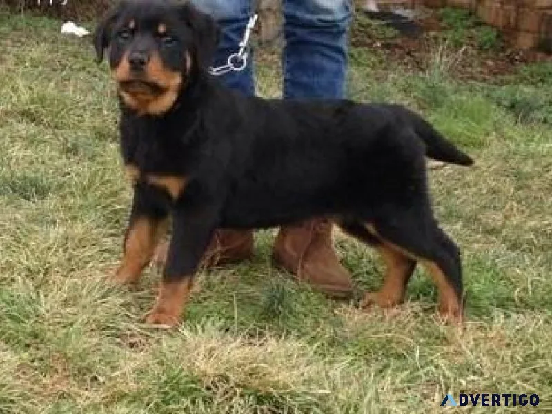 bitter German rottweiler puppies for good homes