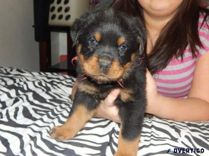 cumbersome German rottweiler puppies for good homes