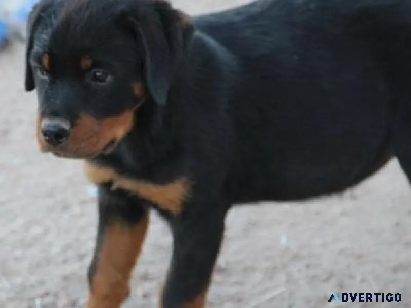 crafty German rottweiler puppies for good homes