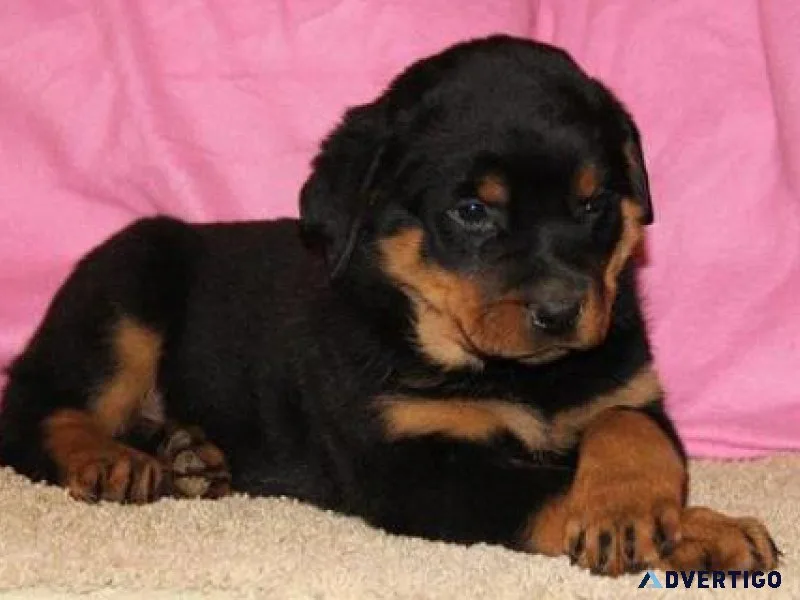 brave German rottweiler puppies for good homes