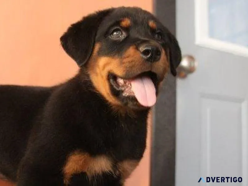 colossal German rottweiler puppies for good homes