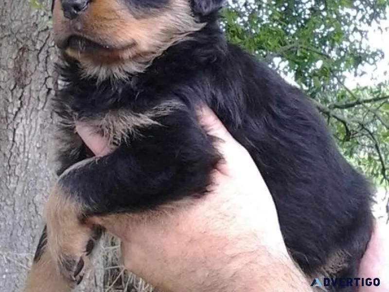 assured German rottweiler puppies for good homes