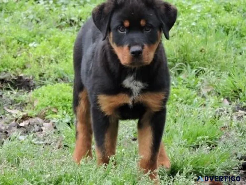 brilliant German rottweiler puppies for good homes