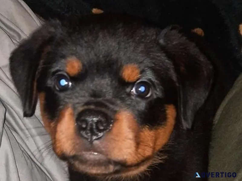 cloudy German rottweiler puppies for good homes