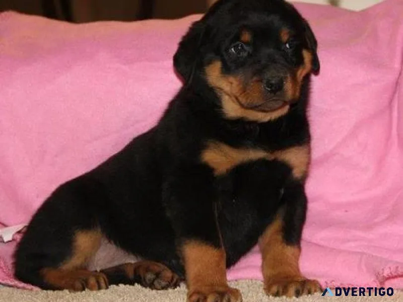 cool German rottweiler puppies for good homes