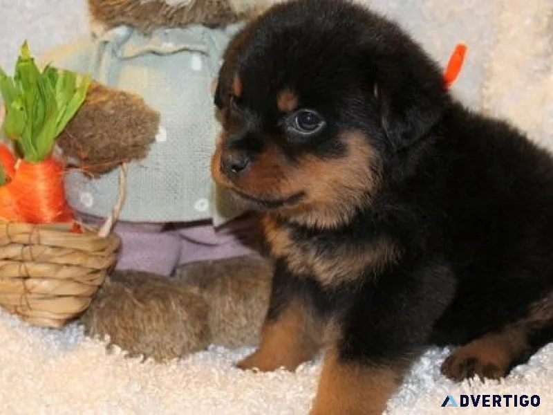 attentive German rottweiler puppies for good homes