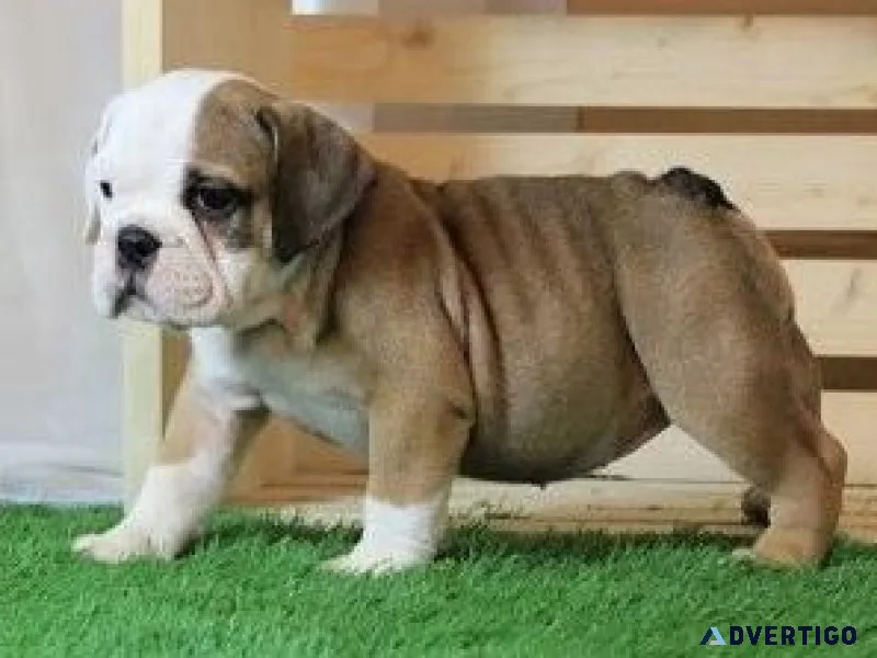 English Bulldog puppies available