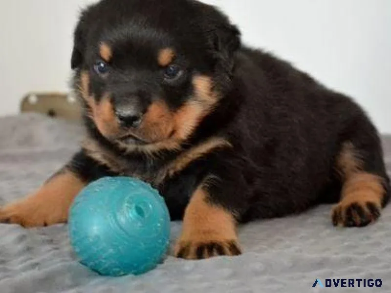 concrete German rottweiler puppies for good homes