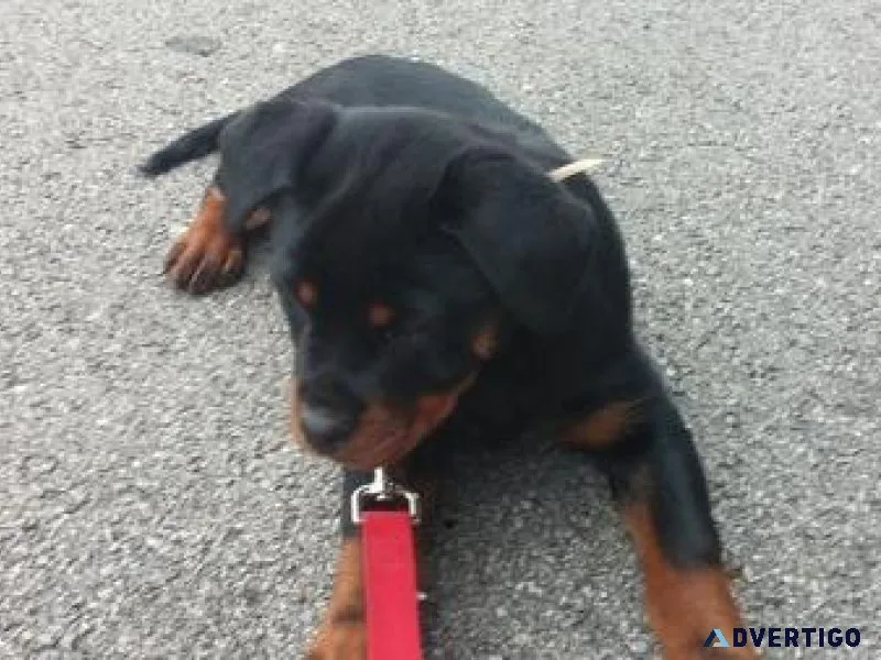 aware German rottweiler puppies for good homes
