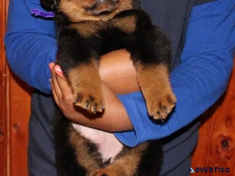 acceptable German rottweiler puppies for good homes