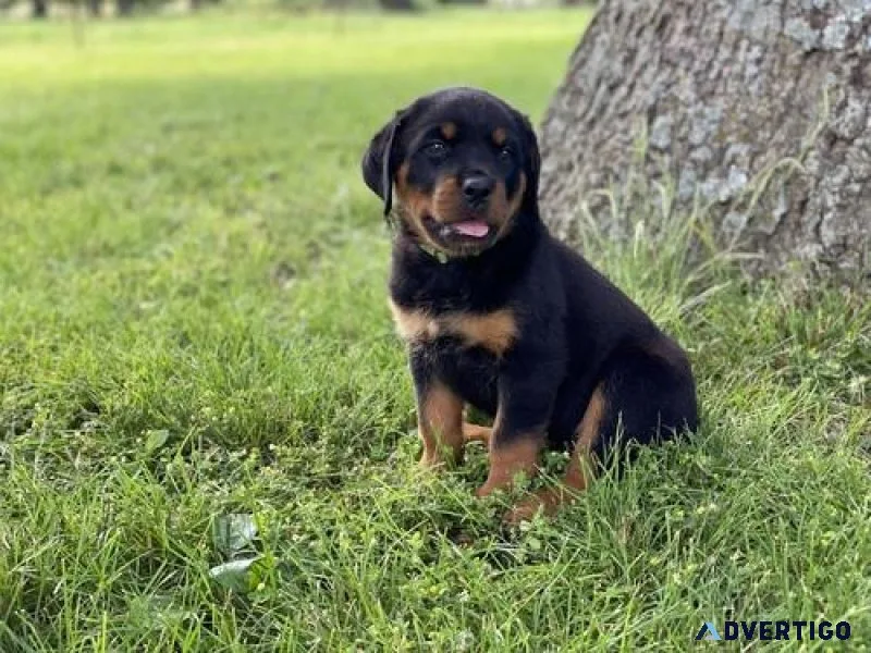 authorized German rottweiler puppies for good homes