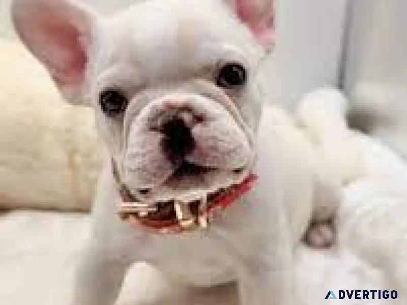 French Bulldog Puppies Ready to go