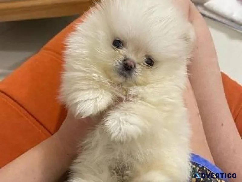 mini Pomeranian doggs