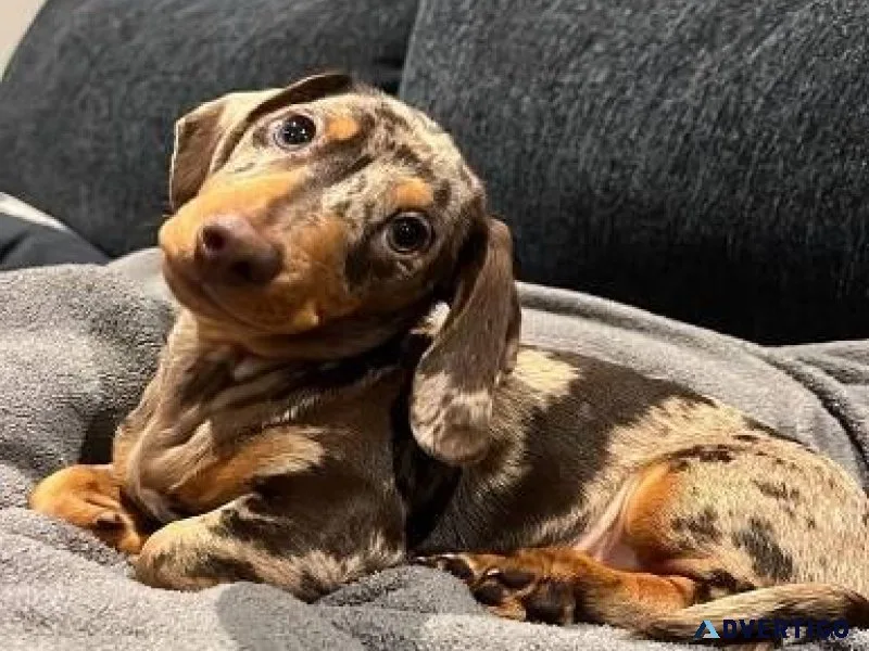 Little dachshund puppies