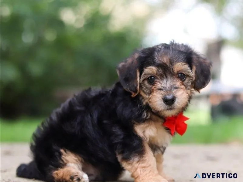 Adorable Yorkie Poo puppies