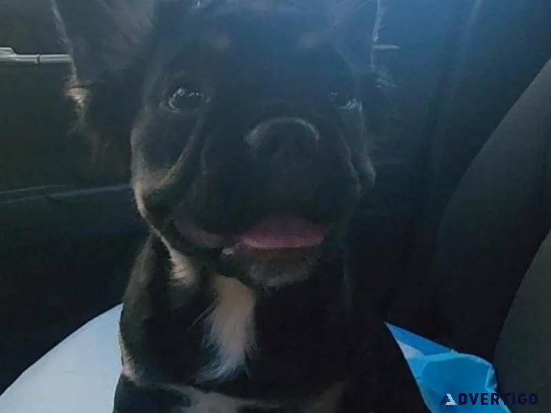 AKC fluffy French bulldog female puppy