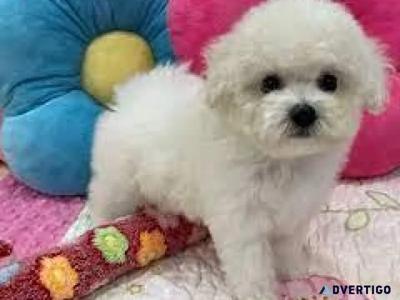 BICHON PUPS 4 SALE
