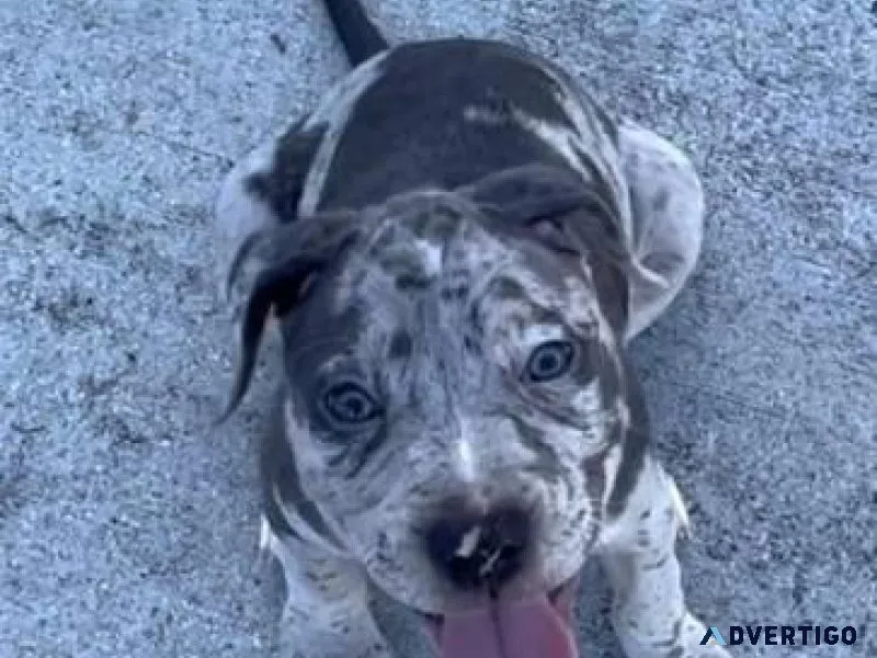 Beautiful American Bully Puppies need new home