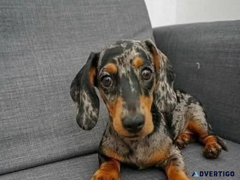 miniature tan dachshund rehomed