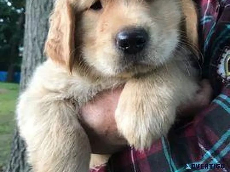 Purebred Golden Retriever Puppies