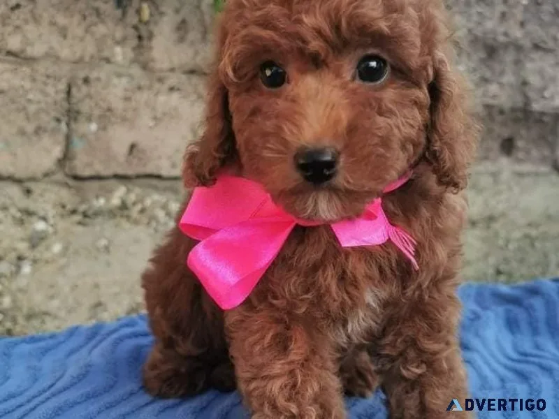 How much does a Poodle puppy cost in Mumbai