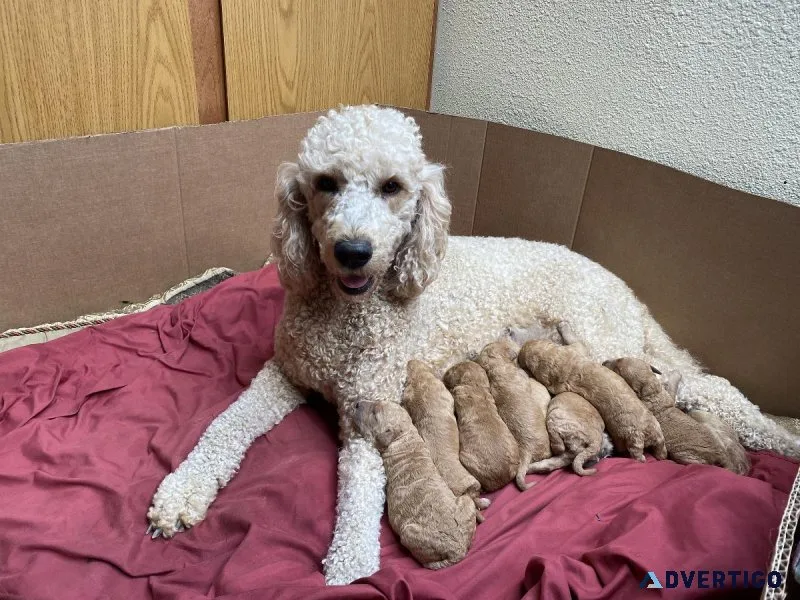 Goldendoodle puppies