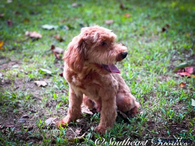 Merle Goldendoodle For Sale