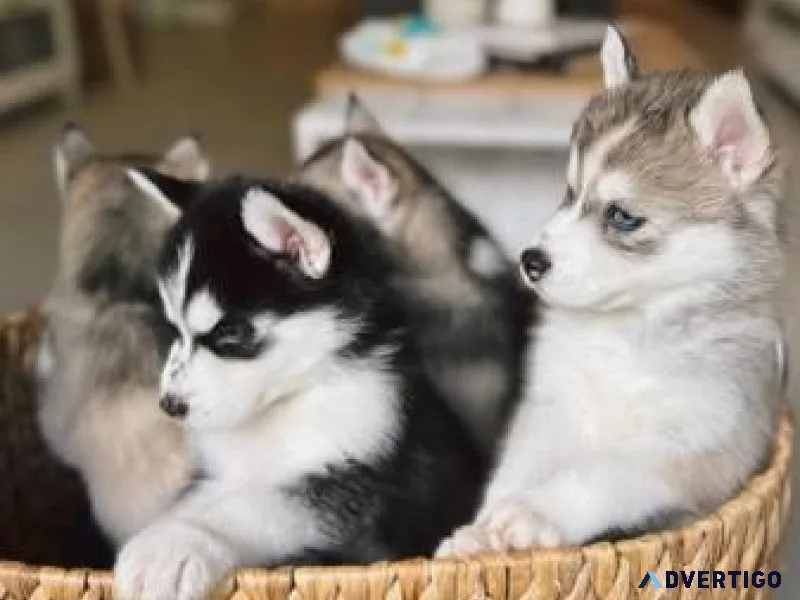 Purebred Husky Puppies with CKC Papers