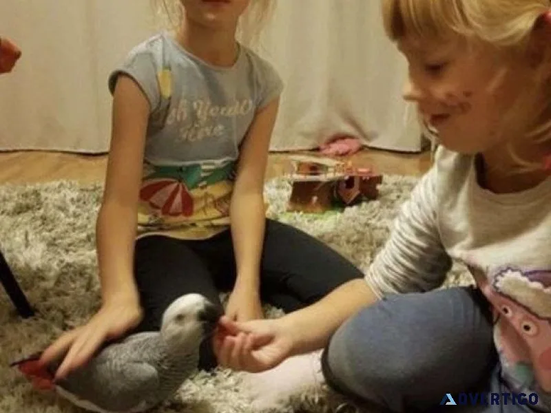 Hand fed African Grey Parrots Available