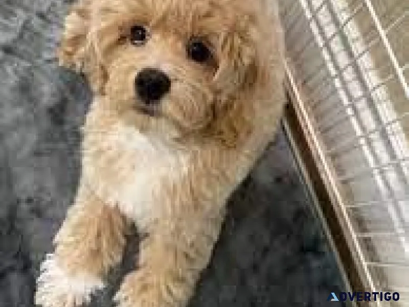 Tiny cockapoo puppies