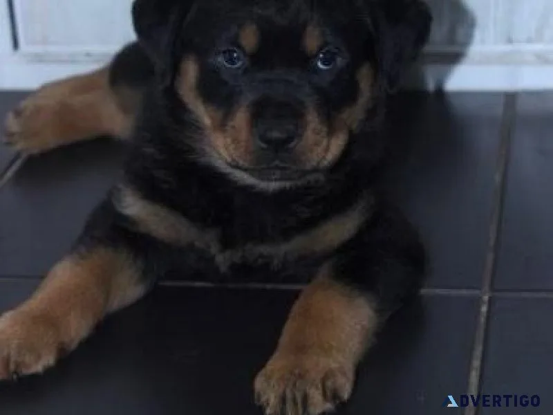 Healthy Rottweiler.