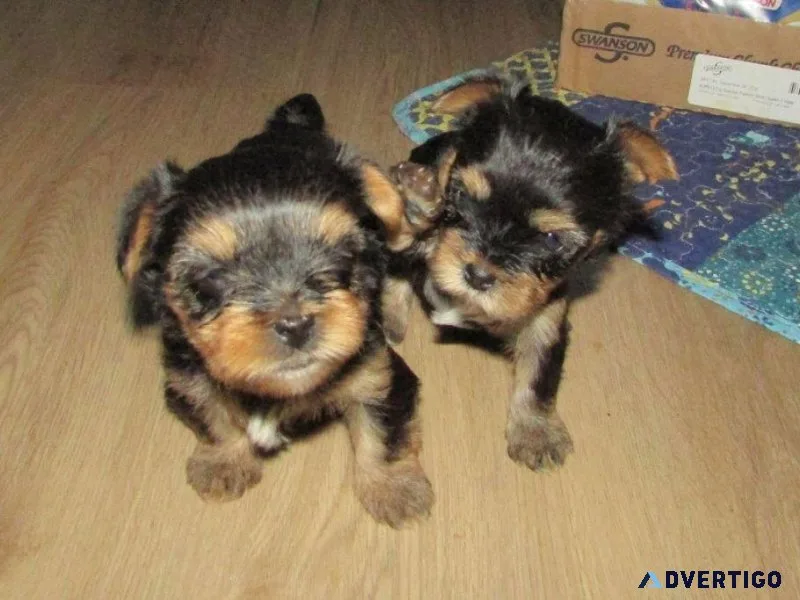 AKC Yorkie puppies for forever homes