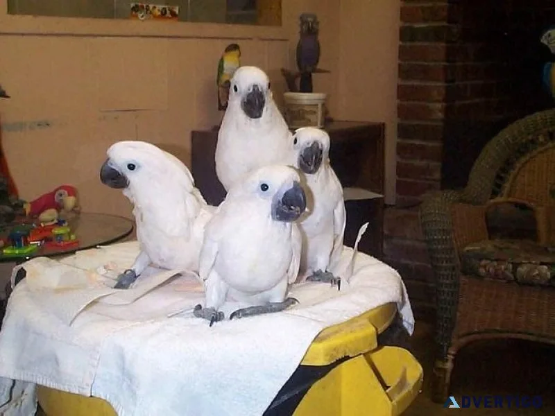 Very Intelligent Talking Cockatoos