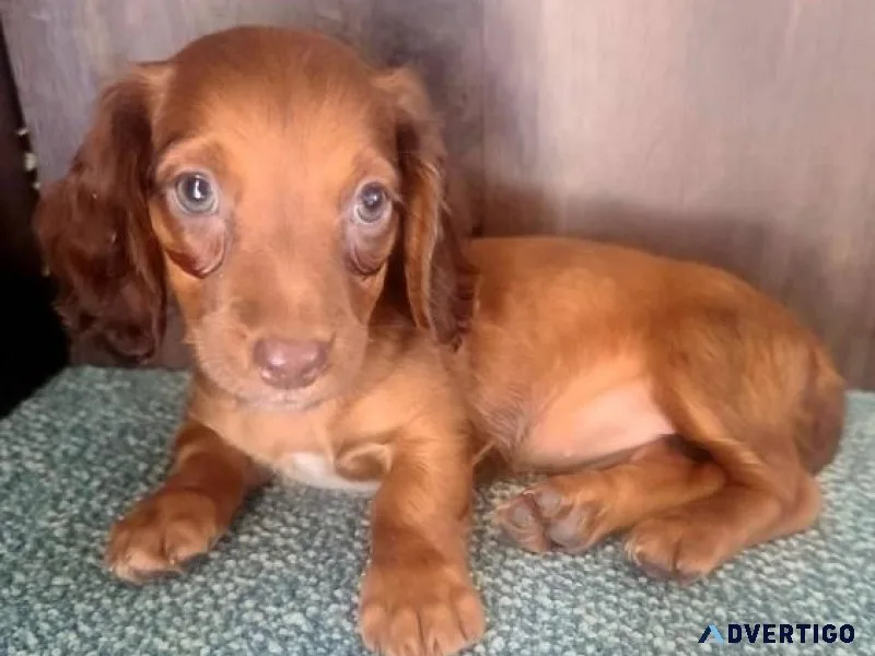Minnie Dachshund female