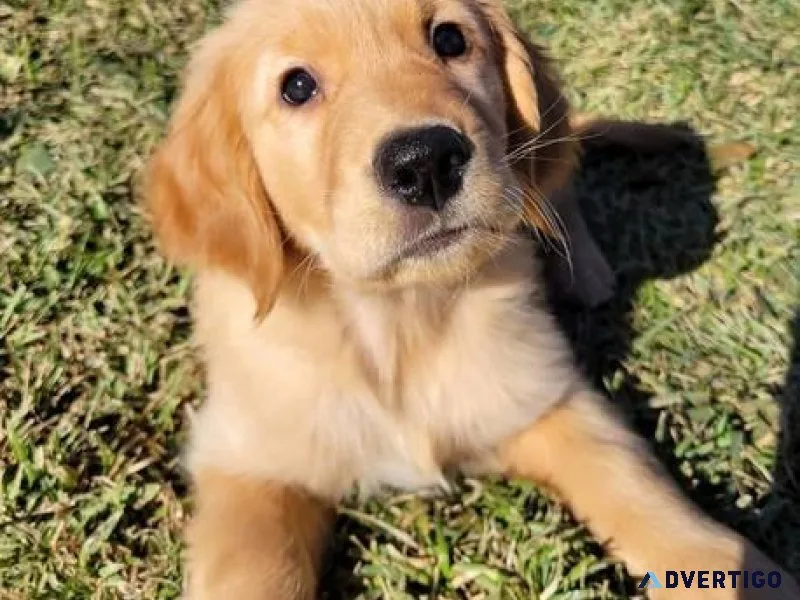 Lovely Golden retriever puppy