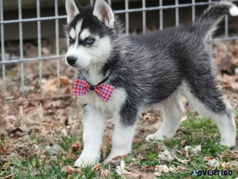 AKC Siberian Husky puppies.