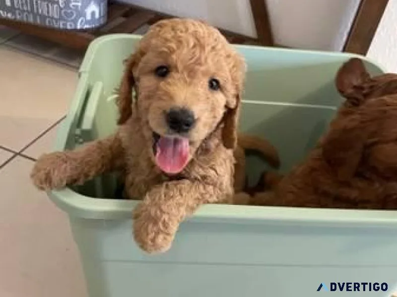 Rehoming Golden Doodle Puppies