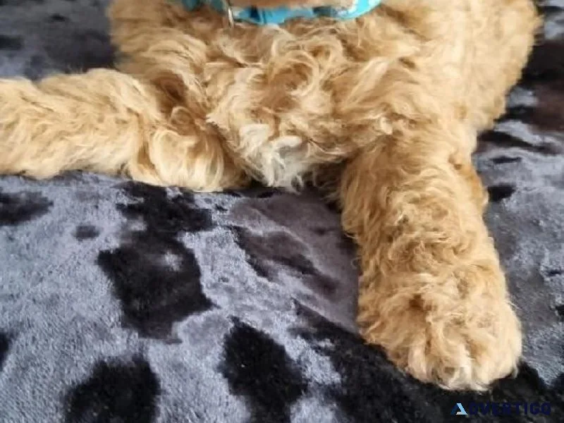 TWO LITTLE FEMALE TOY POODLES