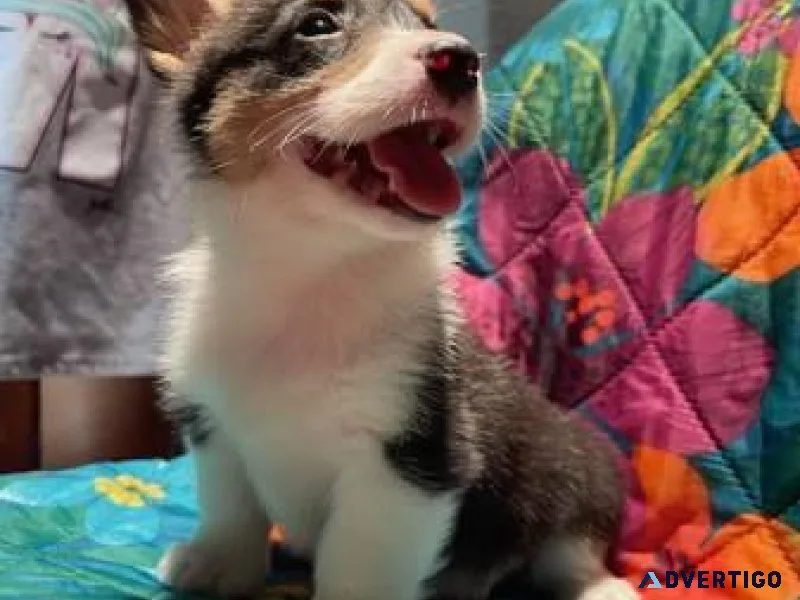 Beautiful Corgis