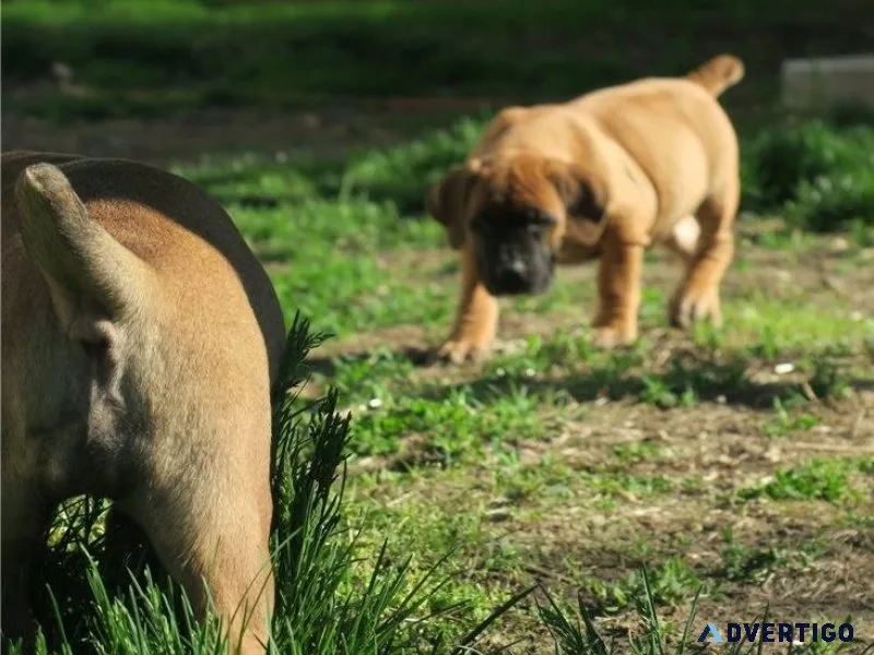 Well socialized South African Boerboel puppies