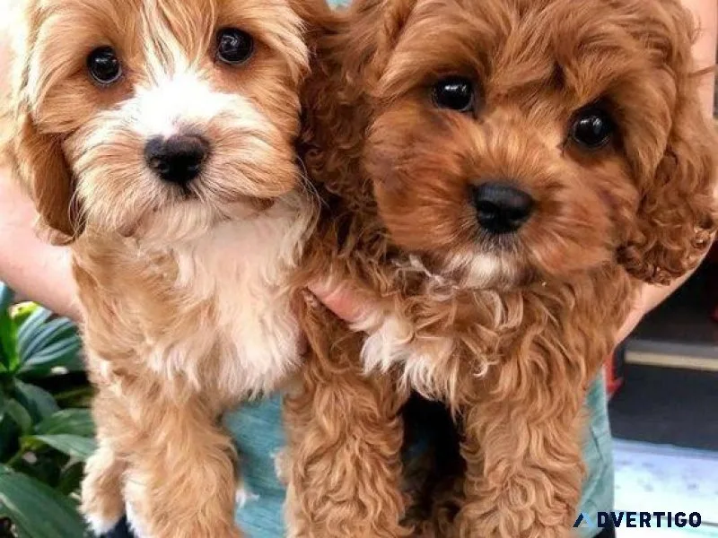 Adorable Toy Poodle puppies available