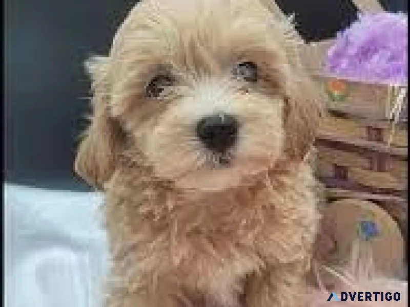 Adorable Maltipoo puppies