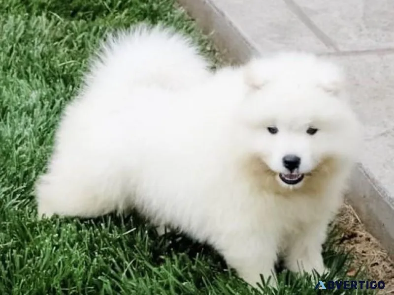 AKC Samoyed puppies available.