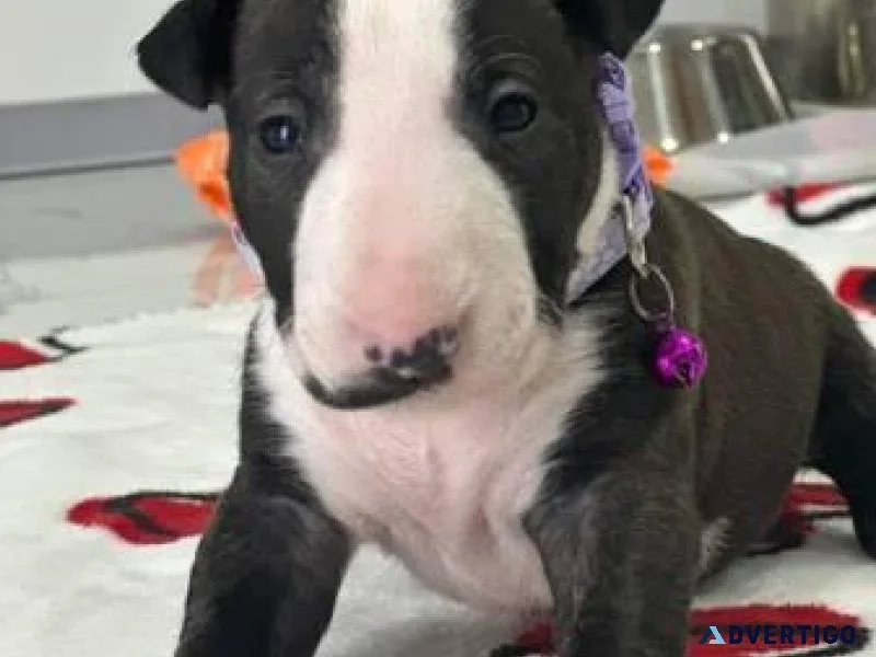 Bullterrier puppies