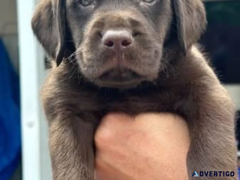 Labrador retriever