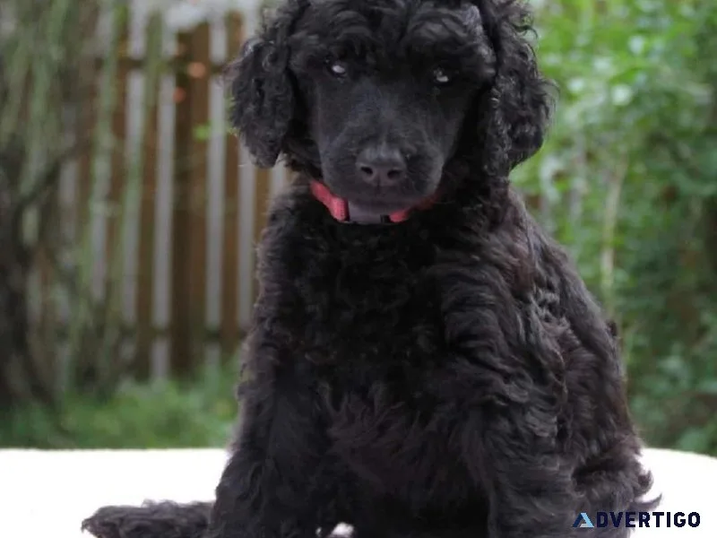 Poodle price in Mumbai