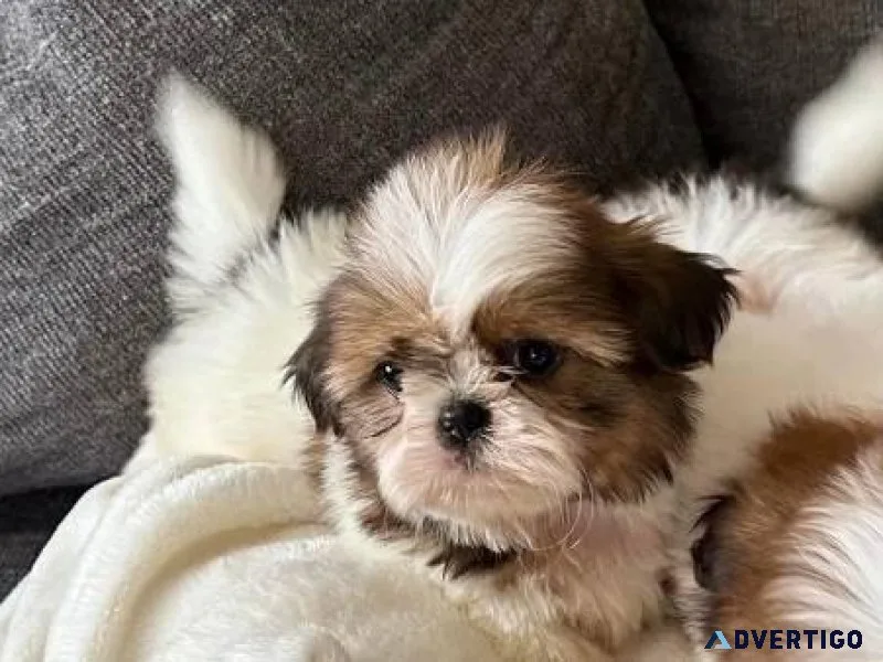 Shih Tzu Puppy Rehoming