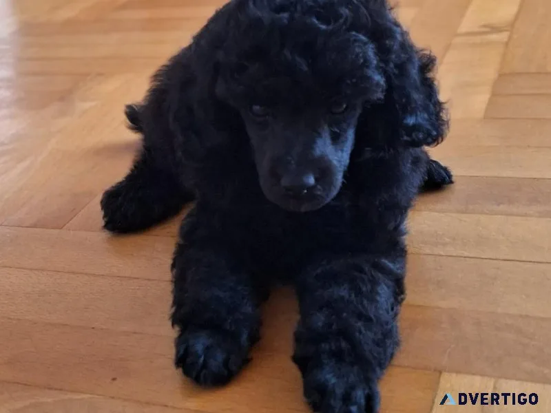 Poodle puppies are available in colors.